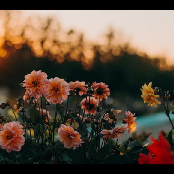 Meet your Posher, S - Picture 1 of 1